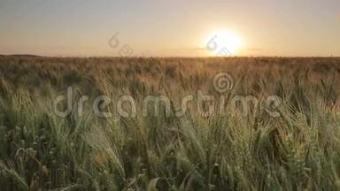 日落于田野的麦子